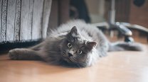 抖音美食类视频文案免费提取勾起用户食欲方法